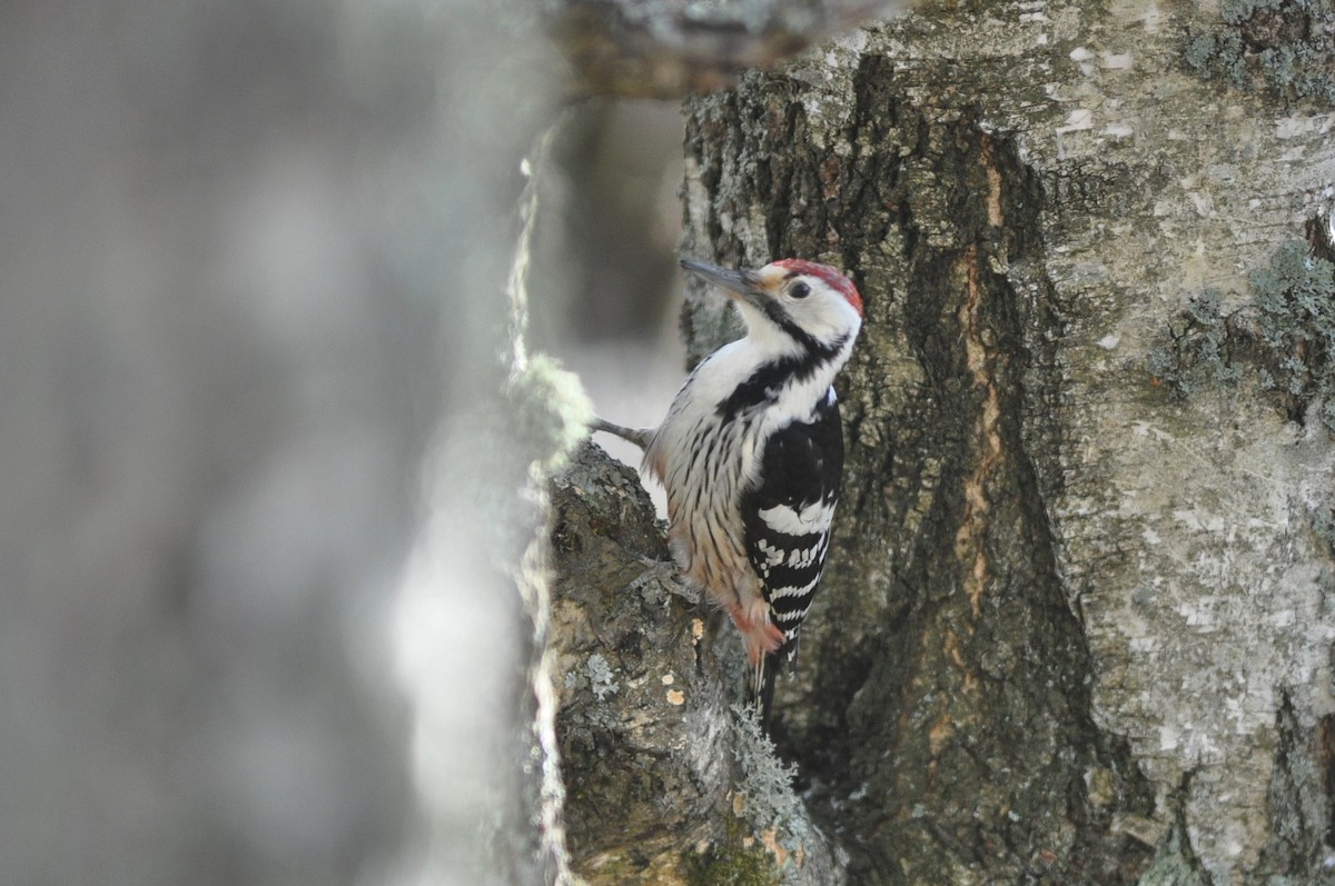 White-backed Woodpecker - ML220290301