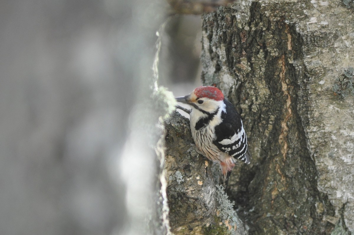 White-backed Woodpecker - ML220290311