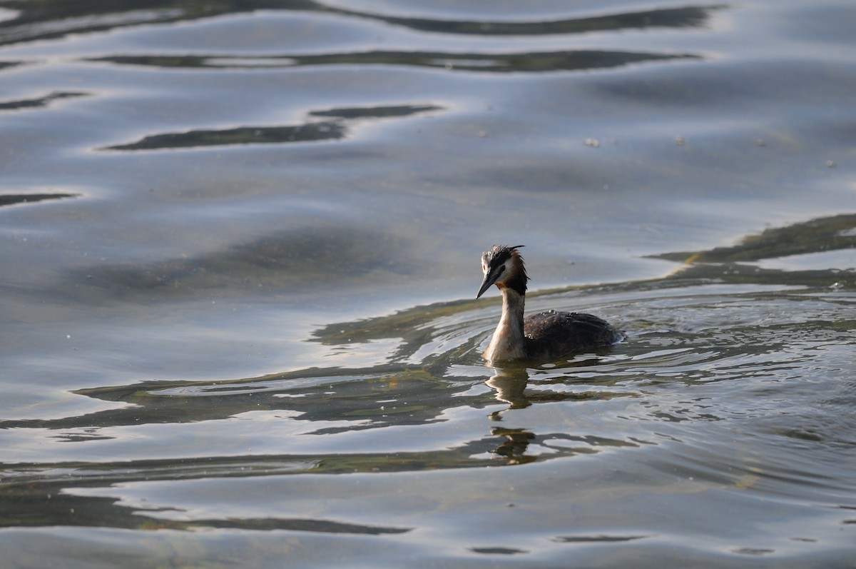 Great Crested Grebe - ML220296231
