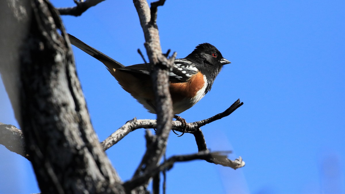 Spotted Towhee - ML220296771