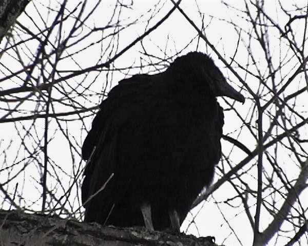 Black Vulture - Ken McIlwrick