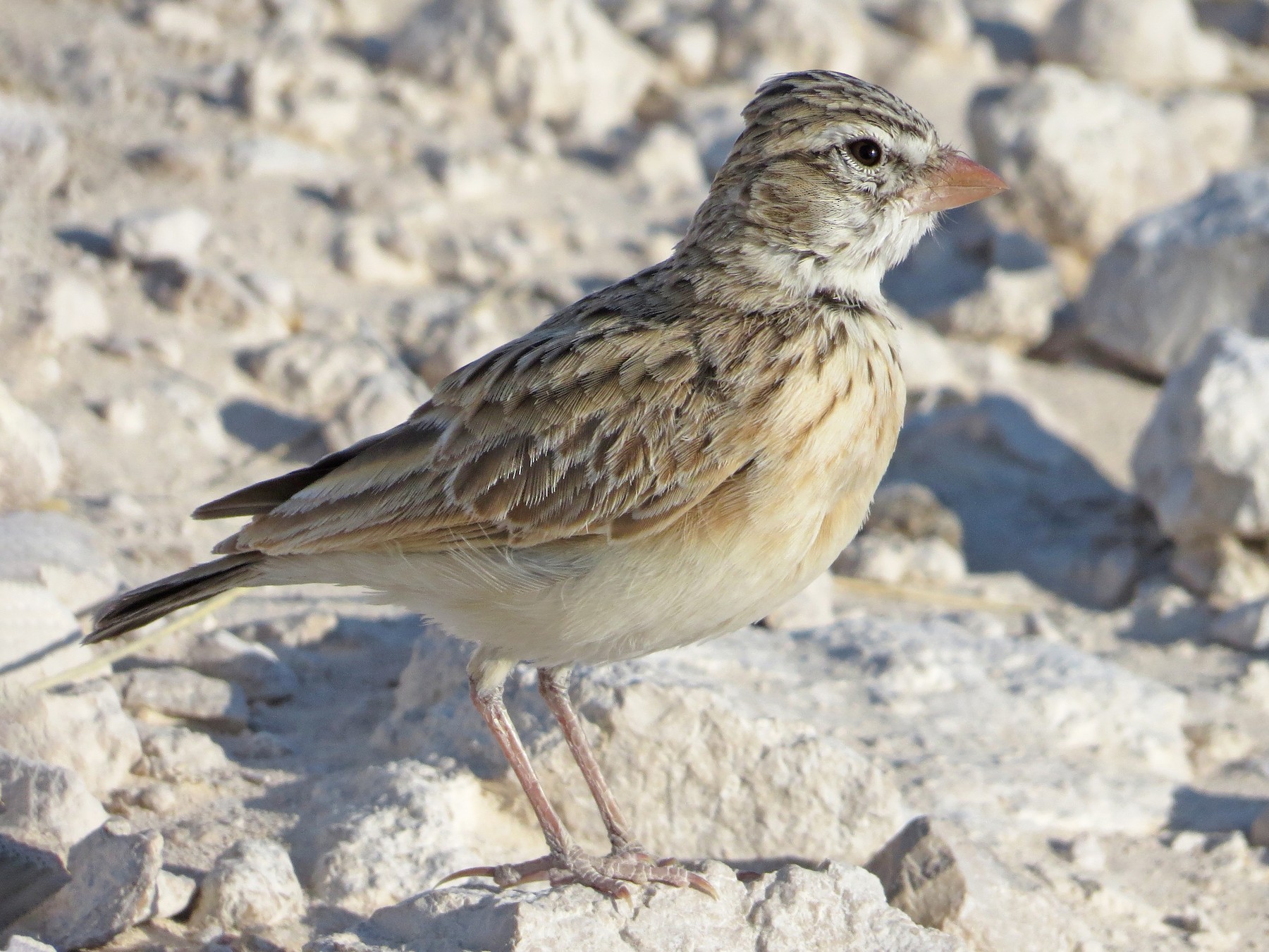 Pink-billed Lark - Billi Krochuk