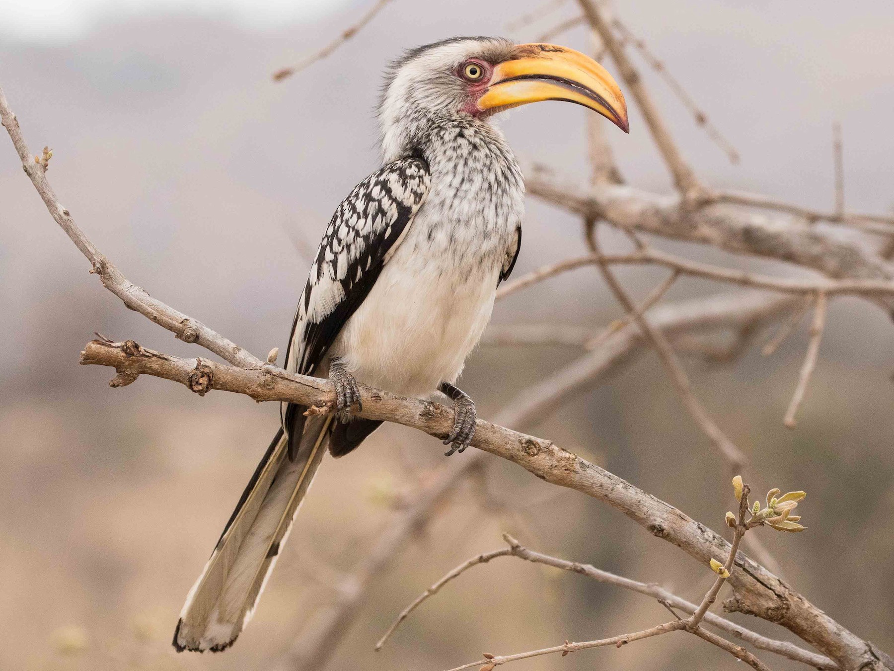 Southern Yellow-billed Hornbill - Eric VanderWerf