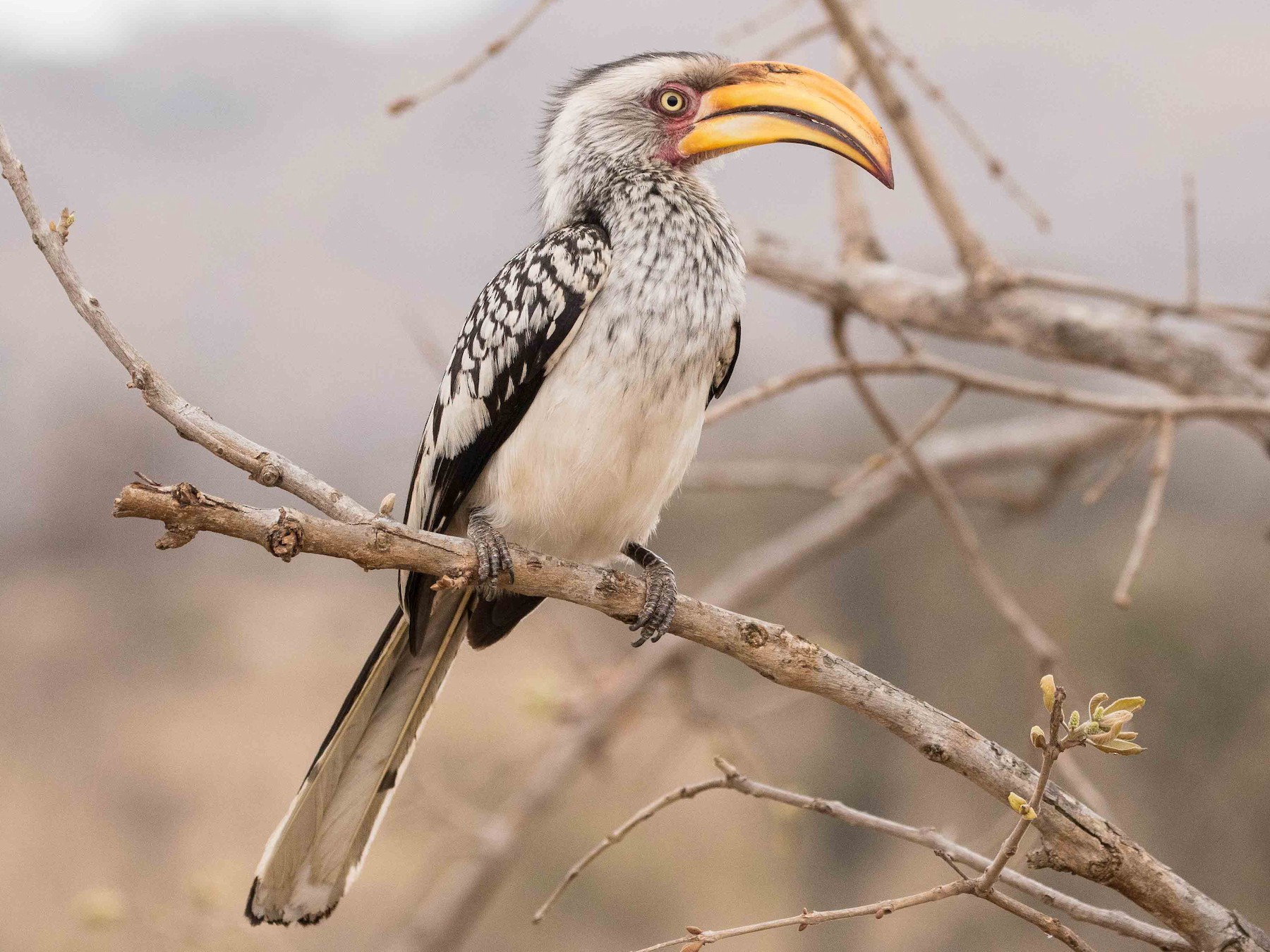 southern-yellow-billed-hornbill-ebird