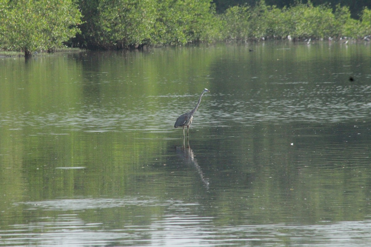 Great Blue Heron - undefined