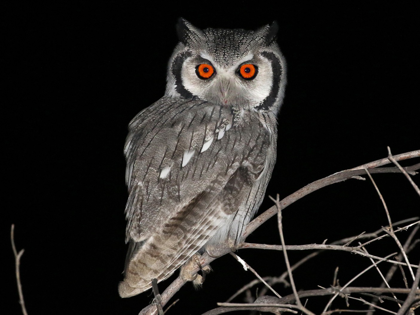 Southern White-faced Owl - Charley Hesse TROPICAL BIRDING