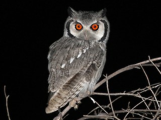  - Southern White-faced Owl