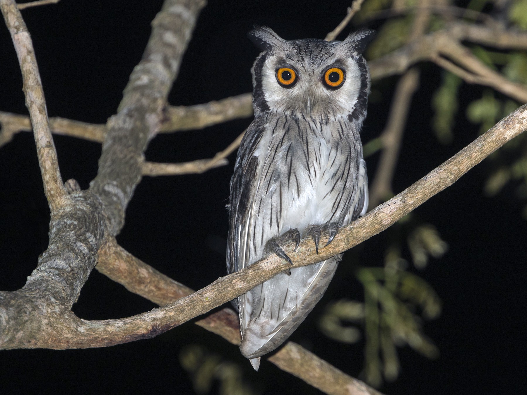 Southern White-faced Owl - Zak Pohlen