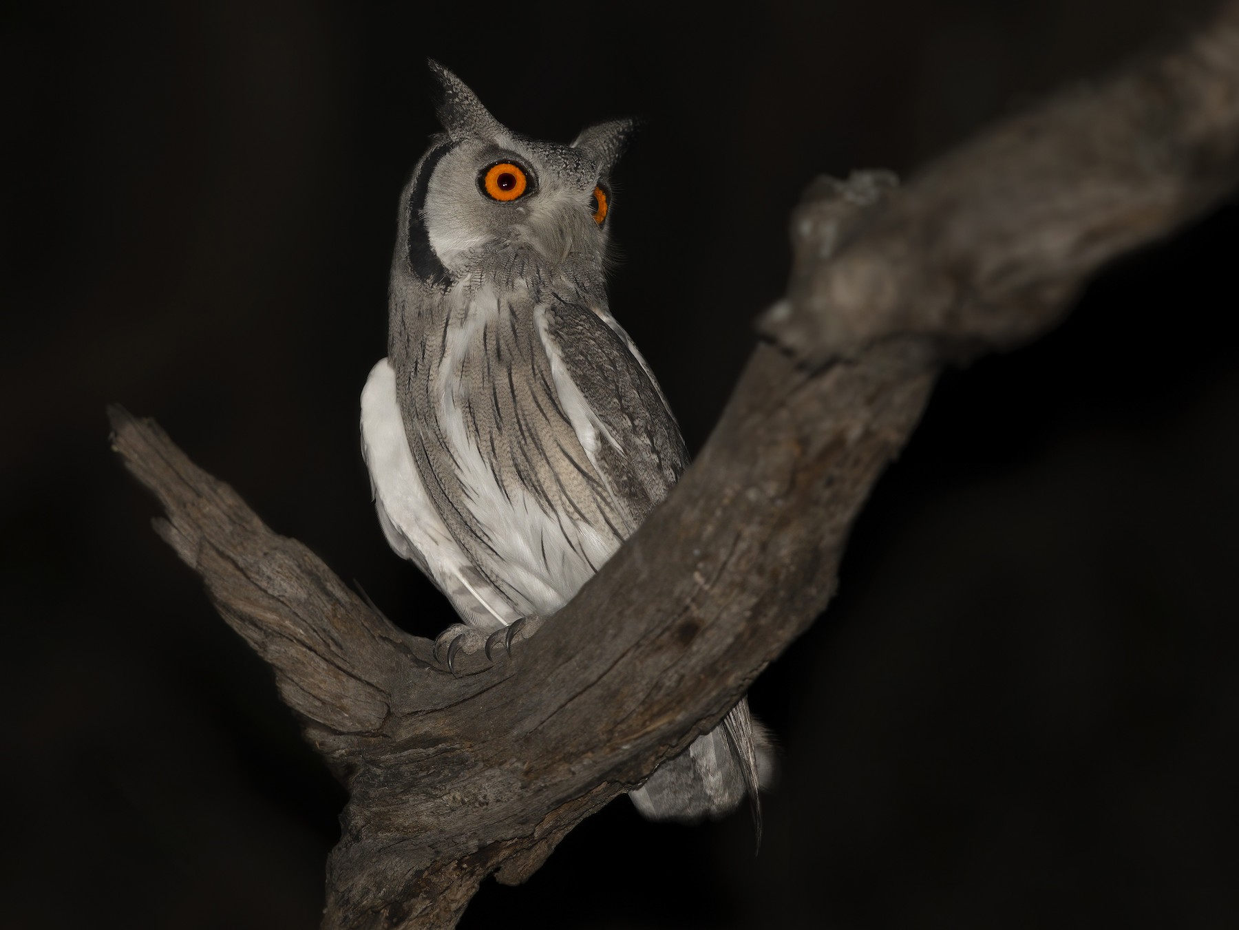 Southern White-faced Owl - Marco Valentini