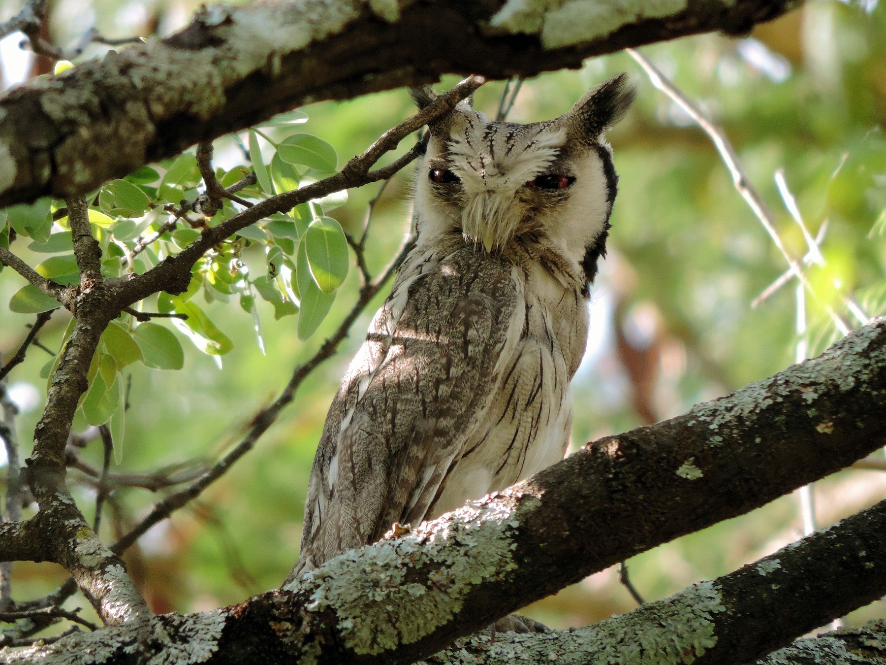 Southern White-faced Owl - Ian Riddell