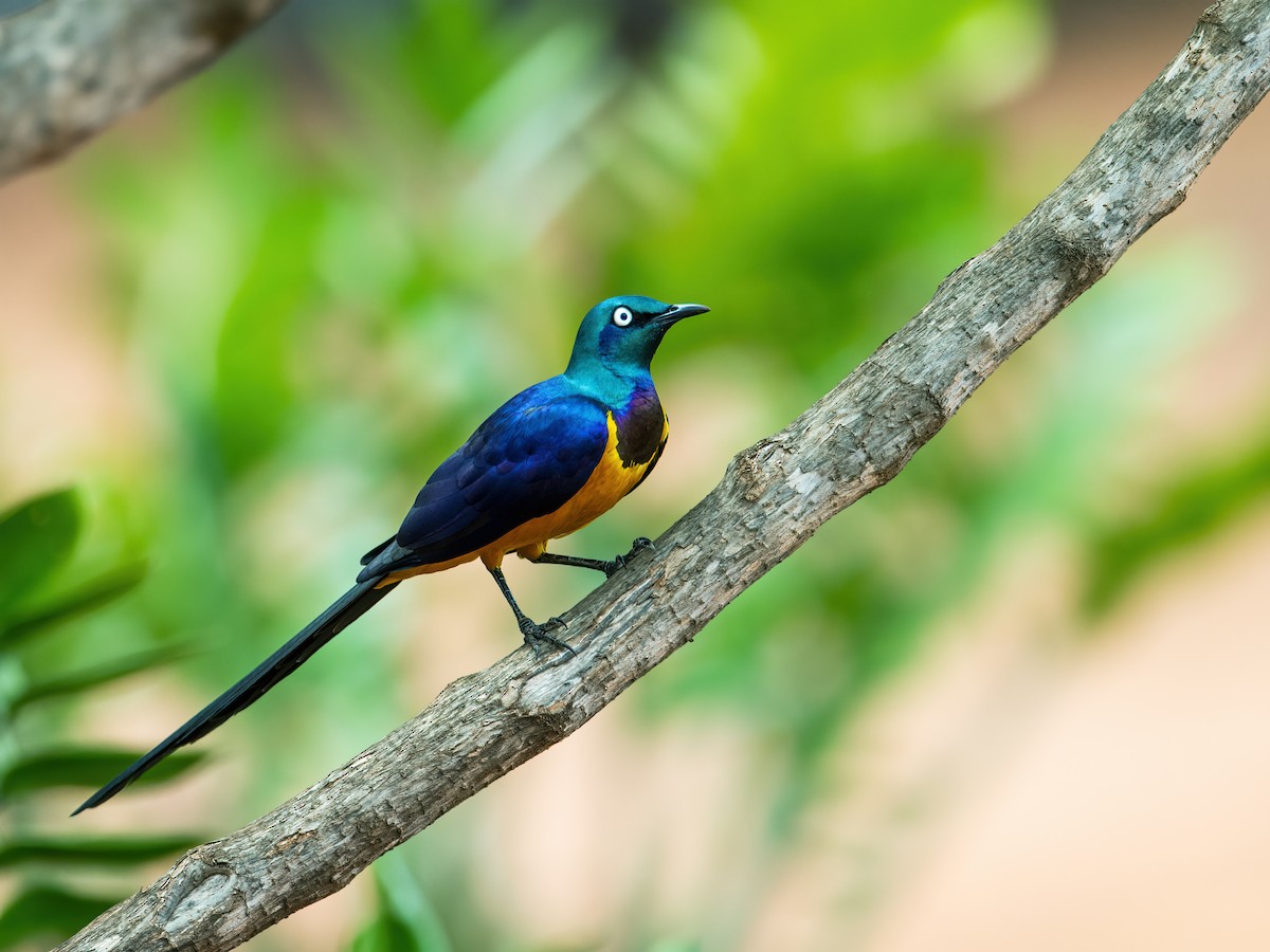 Golden-breasted Starling - ML220301121