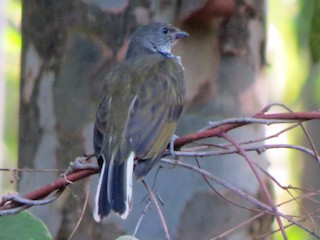  - Scaly-throated Honeyguide