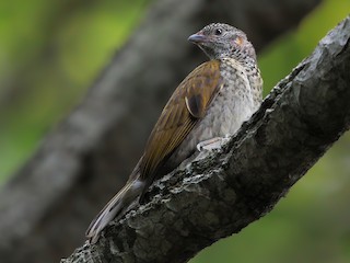  - Scaly-throated Honeyguide