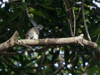  - Scaly-throated Honeyguide