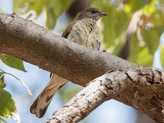  - Scaly-throated Honeyguide