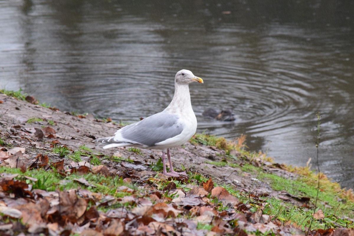 Glaucous-winged Gull - T Norris
