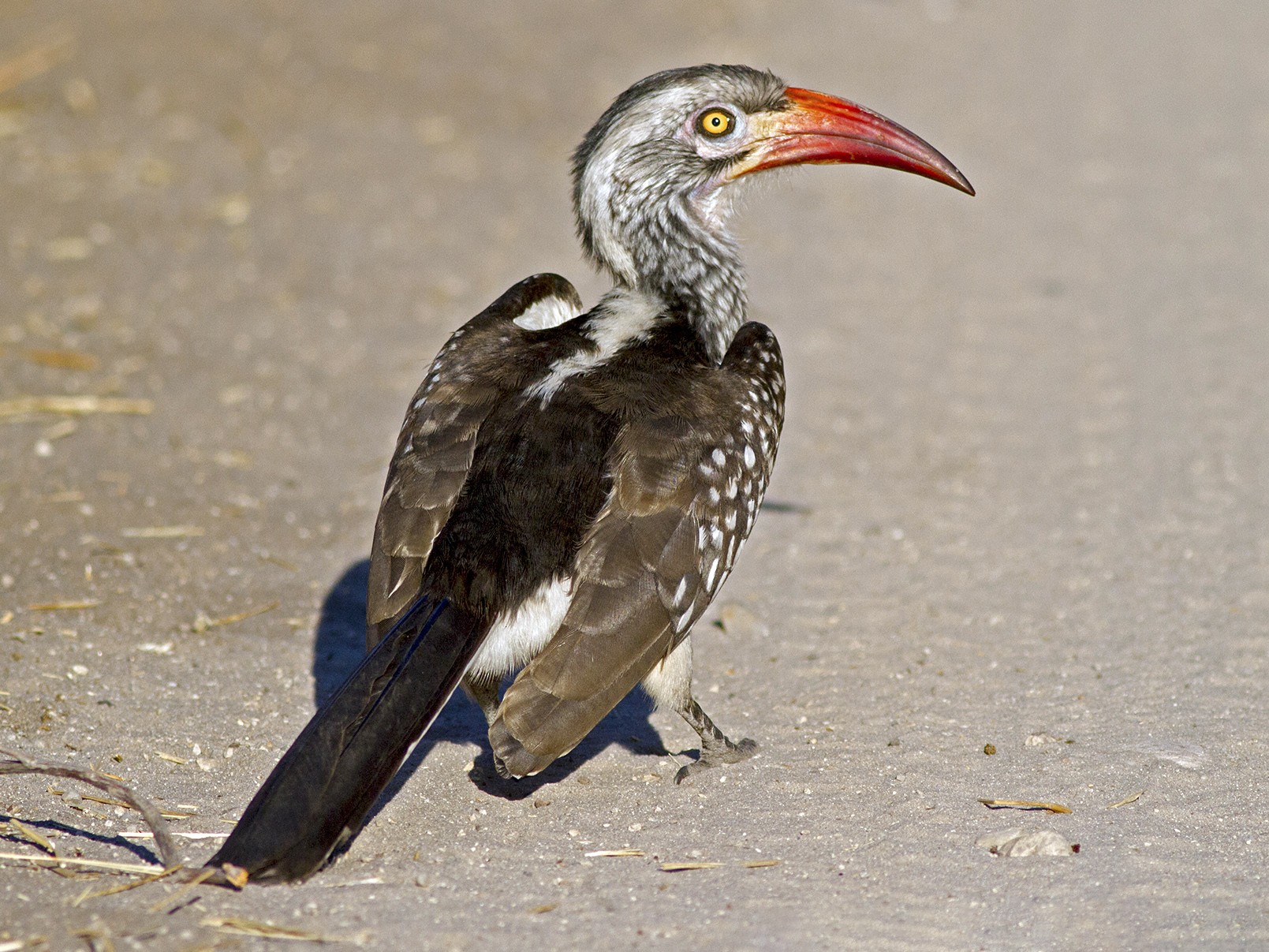 Southern Red-billed Hornbill - eBird