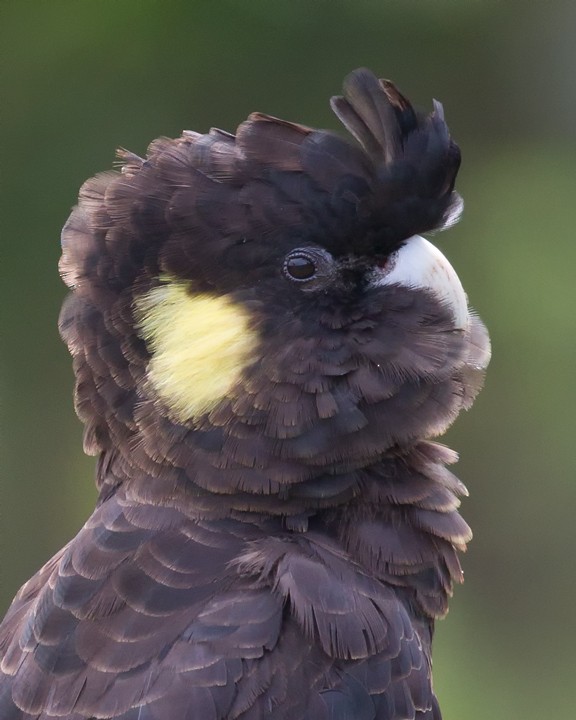 Yellow-tailed Black-Cockatoo - Mat Gilfedder
