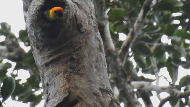 Large Fig-Parrot - ML220304271