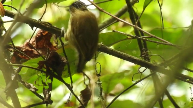 Olivaceous Piculet - ML220304581