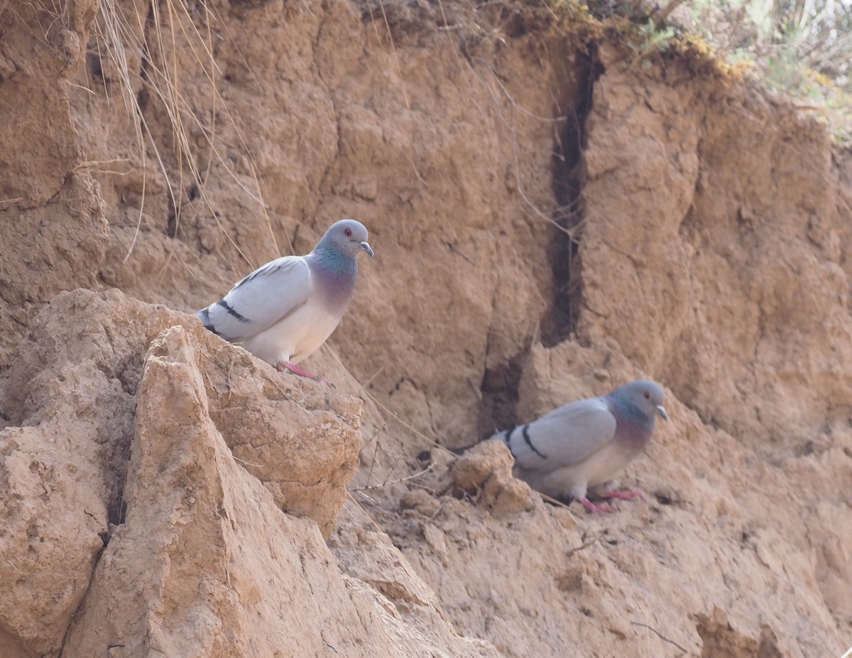 Pigeon des rochers - ML220306601