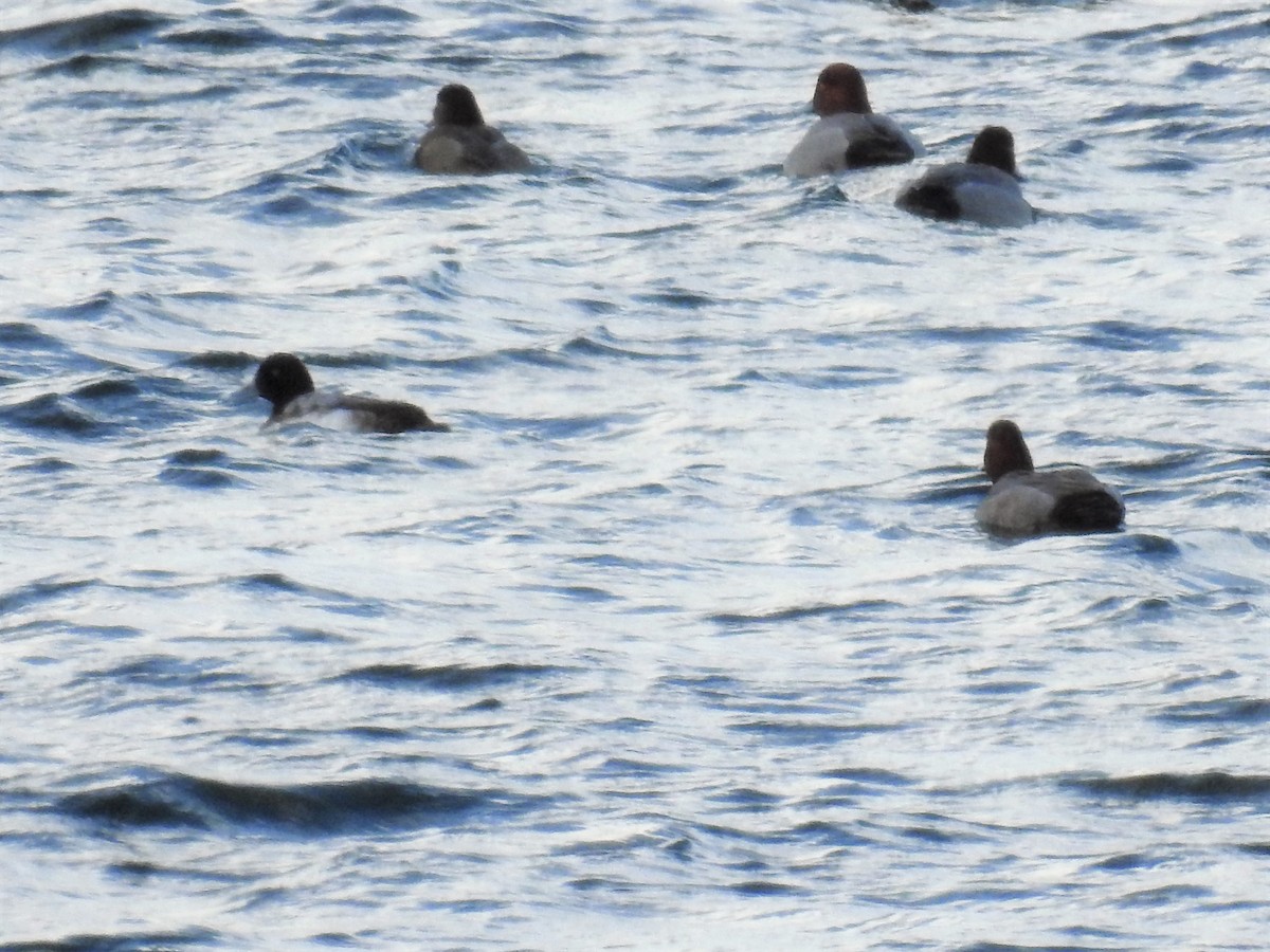 Greater Scaup - ML220307611