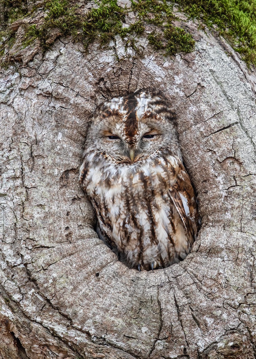 Tawny Owl - ML220311021