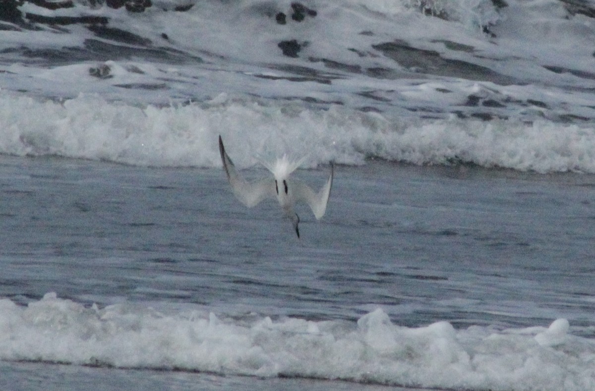 Gull-billed Tern - undefined