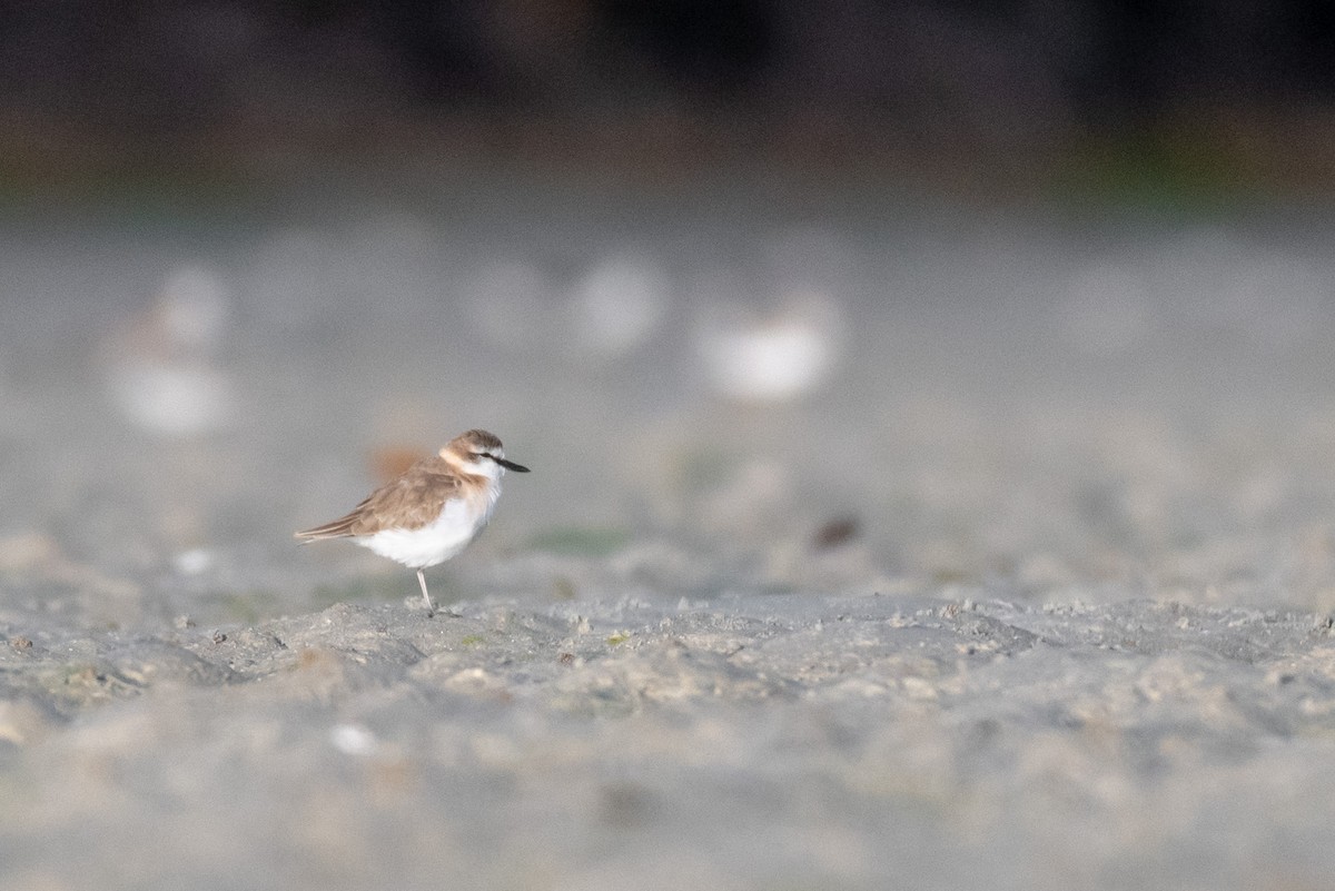 White-fronted Plover - ML220311211