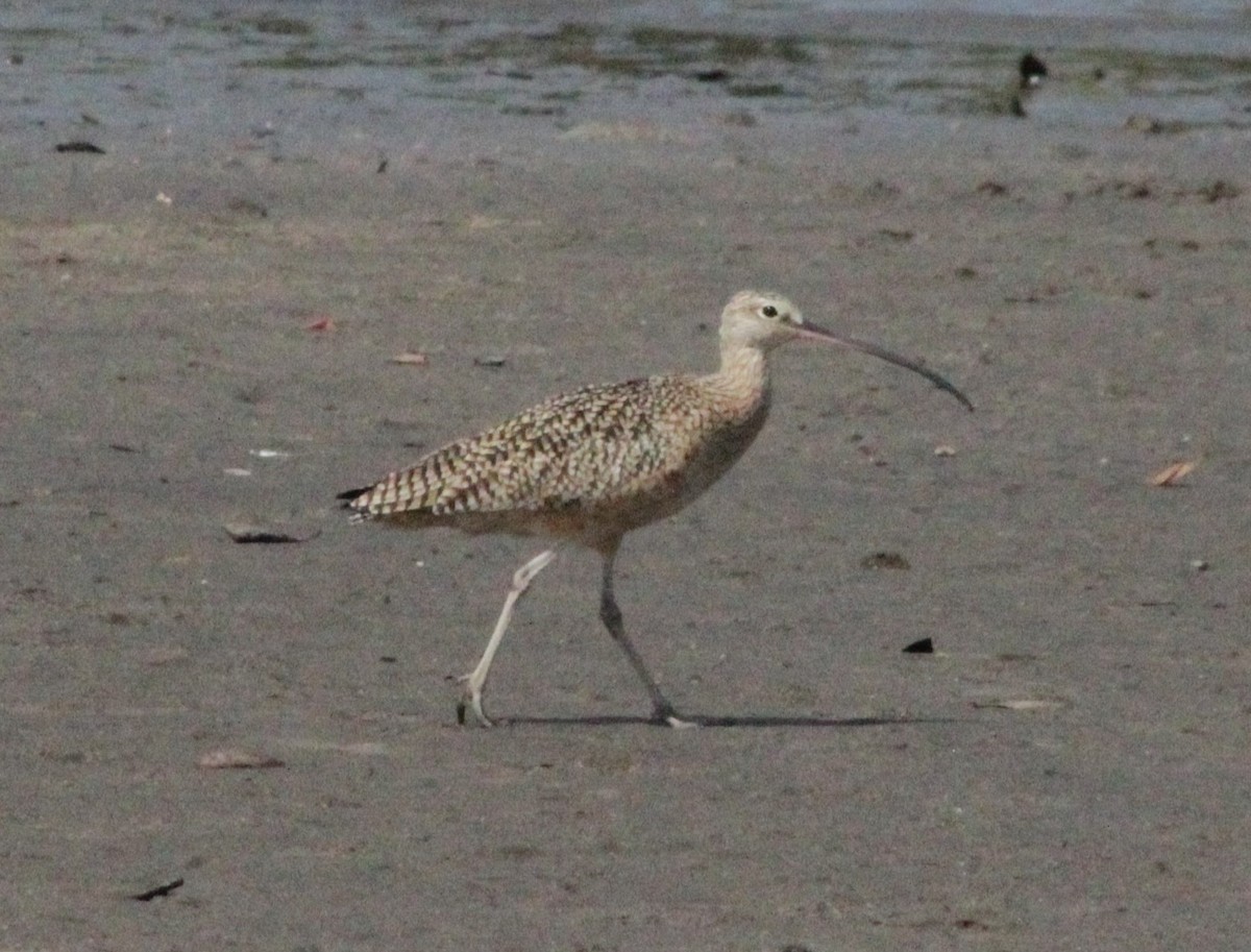Long-billed Curlew - ML220311451