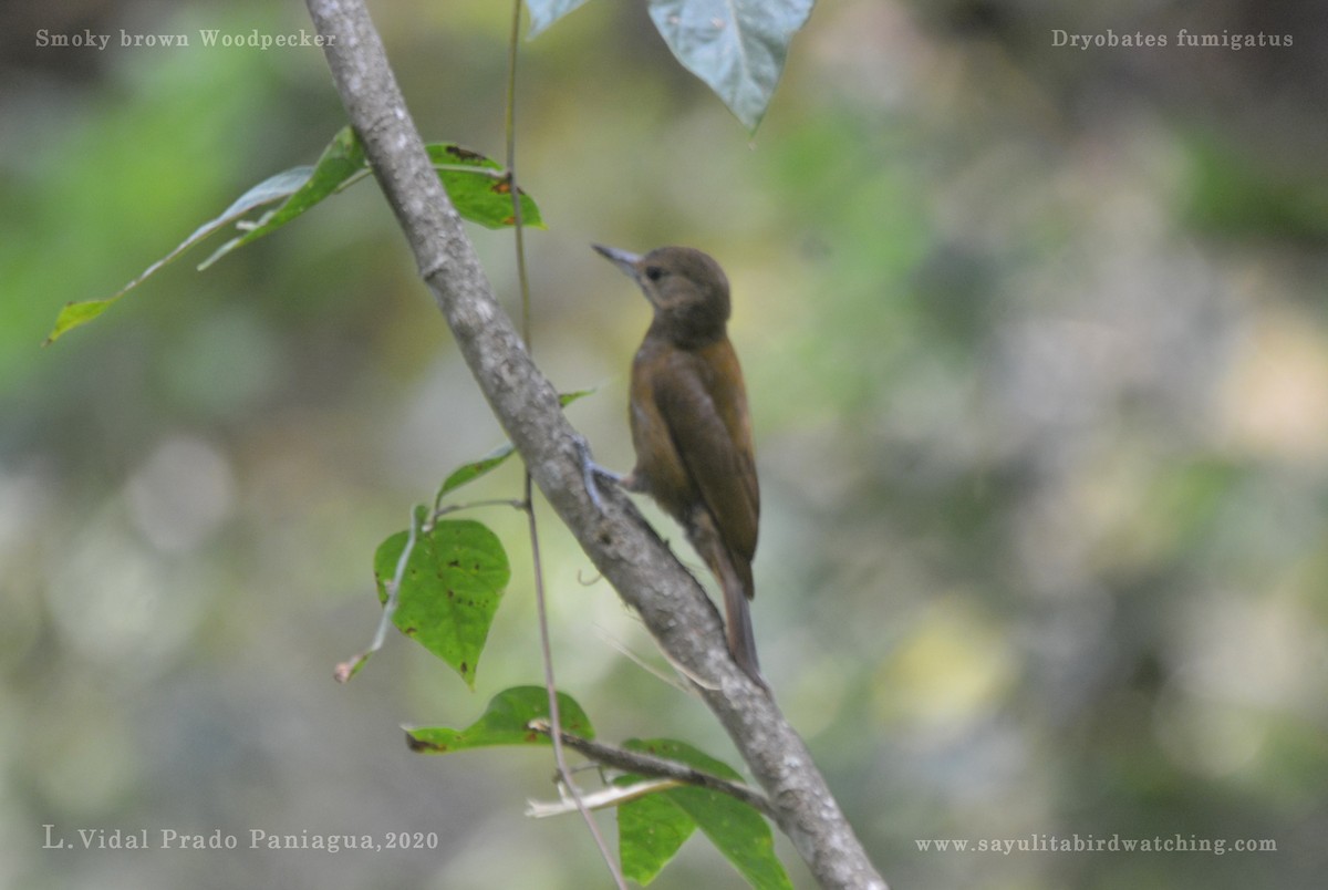 Smoky-brown Woodpecker - L.Vidal Prado Paniagua