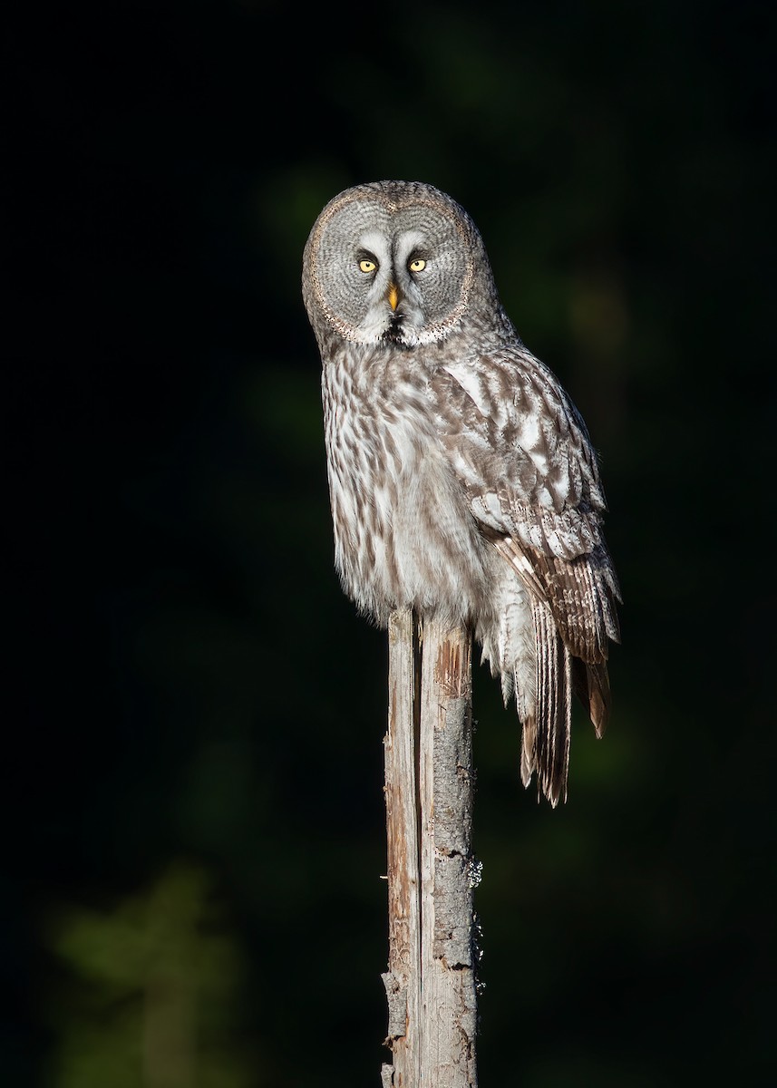 Great Gray Owl - ML220312471