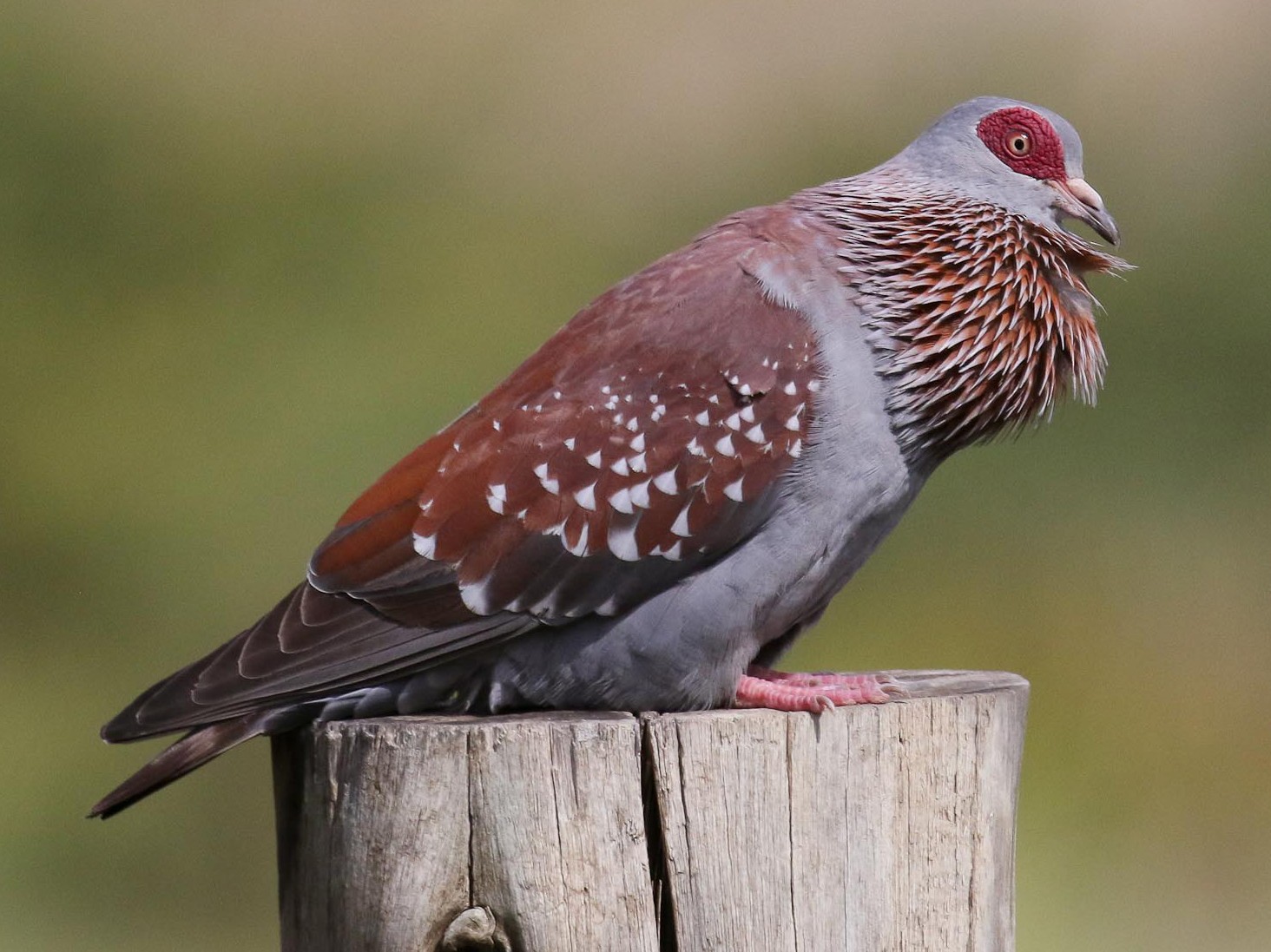 Speckled Pigeon eBird