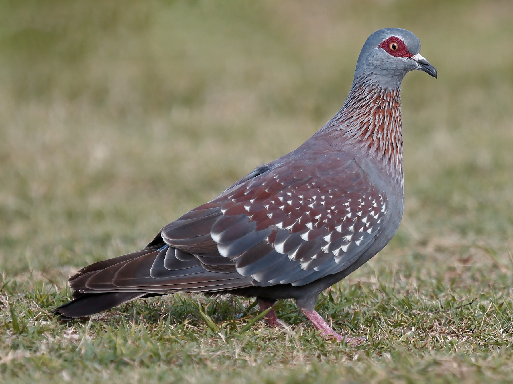 Speckled Pigeon - Holger Teichmann