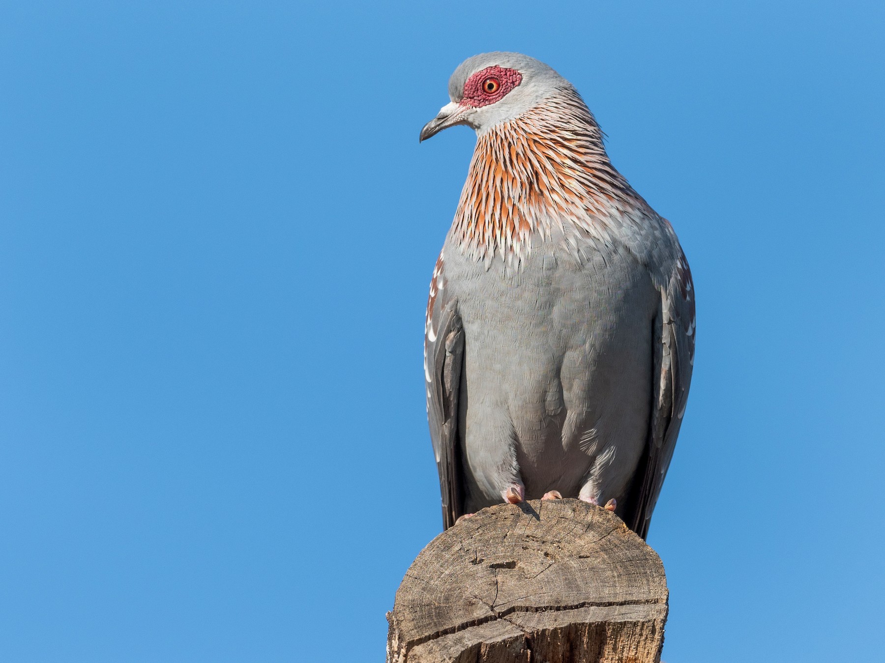 Speckled Pigeon - Jean-Louis  Carlo