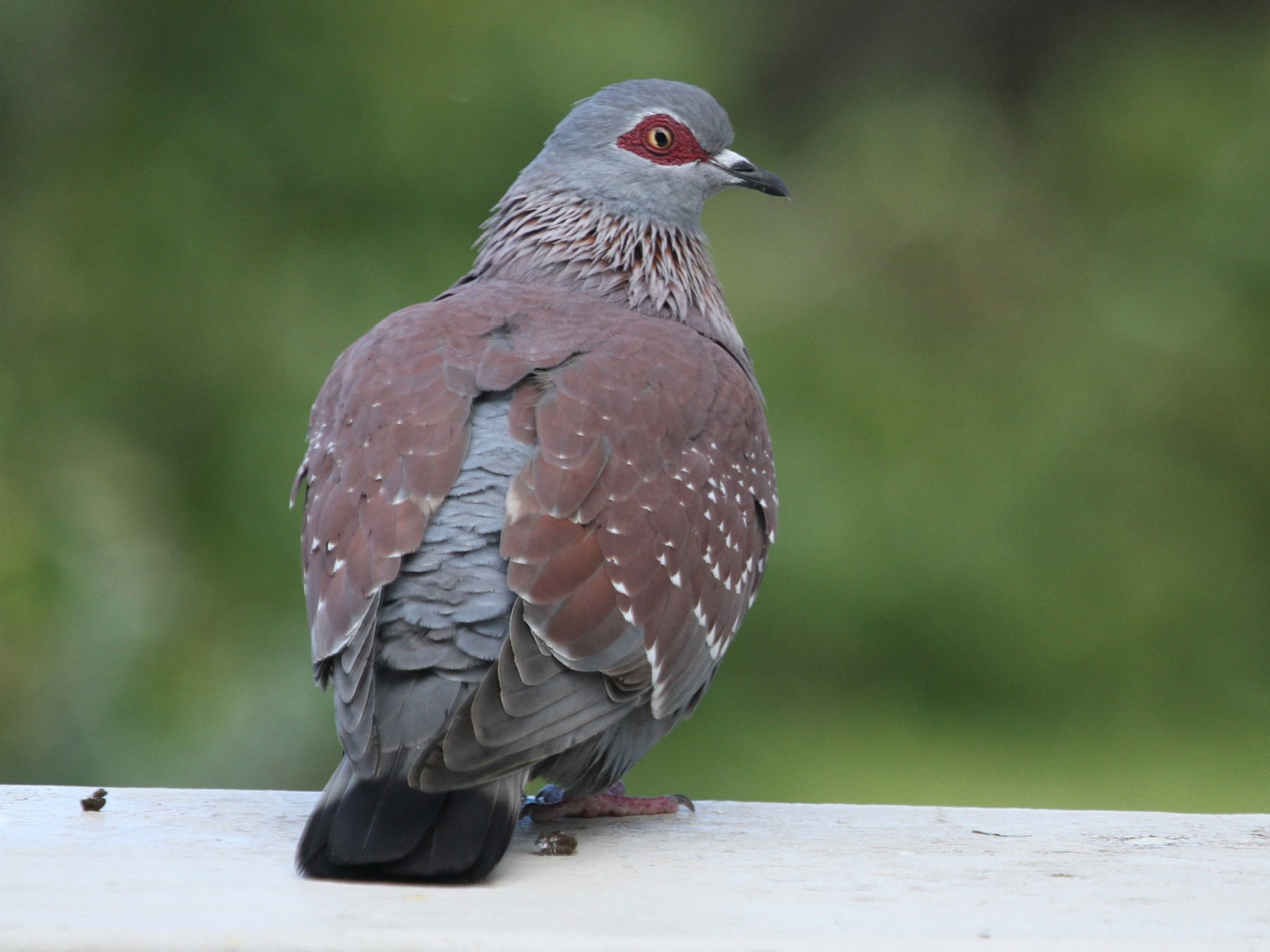 Speckled Pigeon - Will Sweet