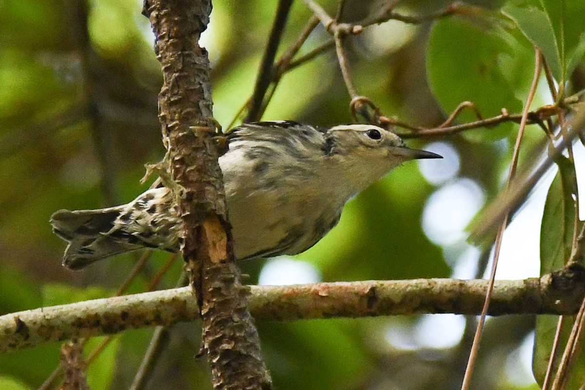 Black-and-white Warbler - ML220313951