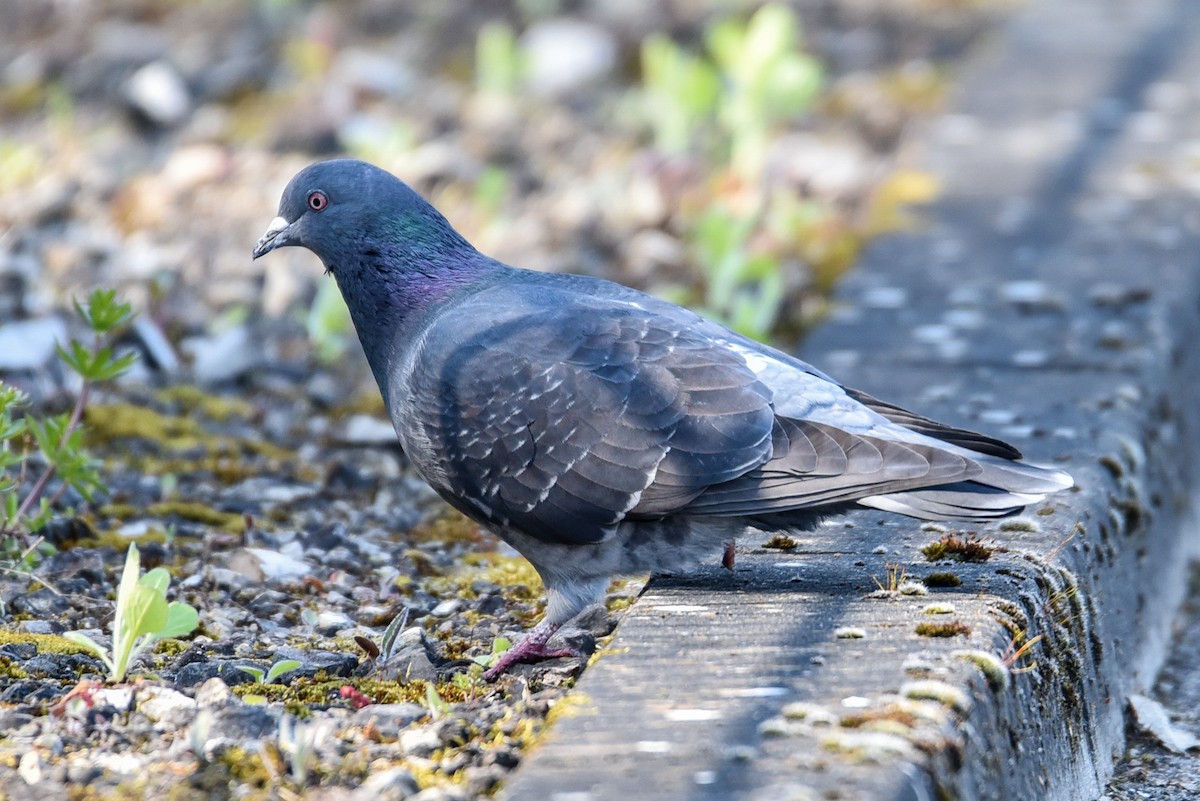 Rock Pigeon (Feral Pigeon) - Maryse Neukomm