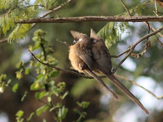  - Speckled Mousebird