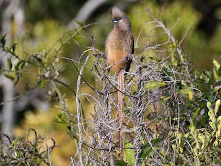  - Speckled Mousebird