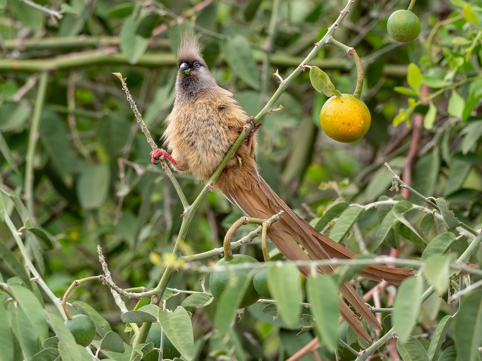 Speckled Mousebird - Forest Botial-Jarvis
