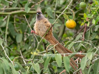  - Speckled Mousebird