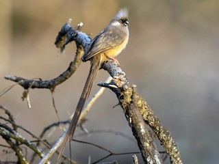  - Speckled Mousebird