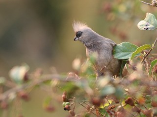  - Speckled Mousebird