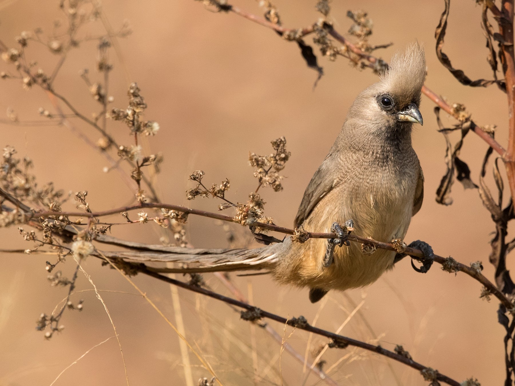 Speckled Mousebird - David Irving