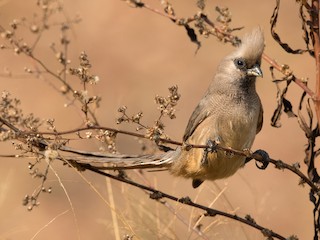  - Speckled Mousebird