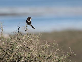 カタジロオナガモズ - eBird