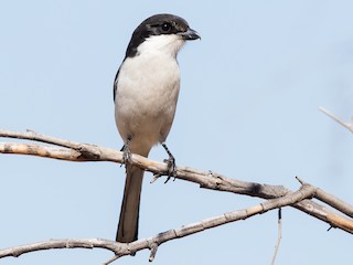カタジロオナガモズ - eBird