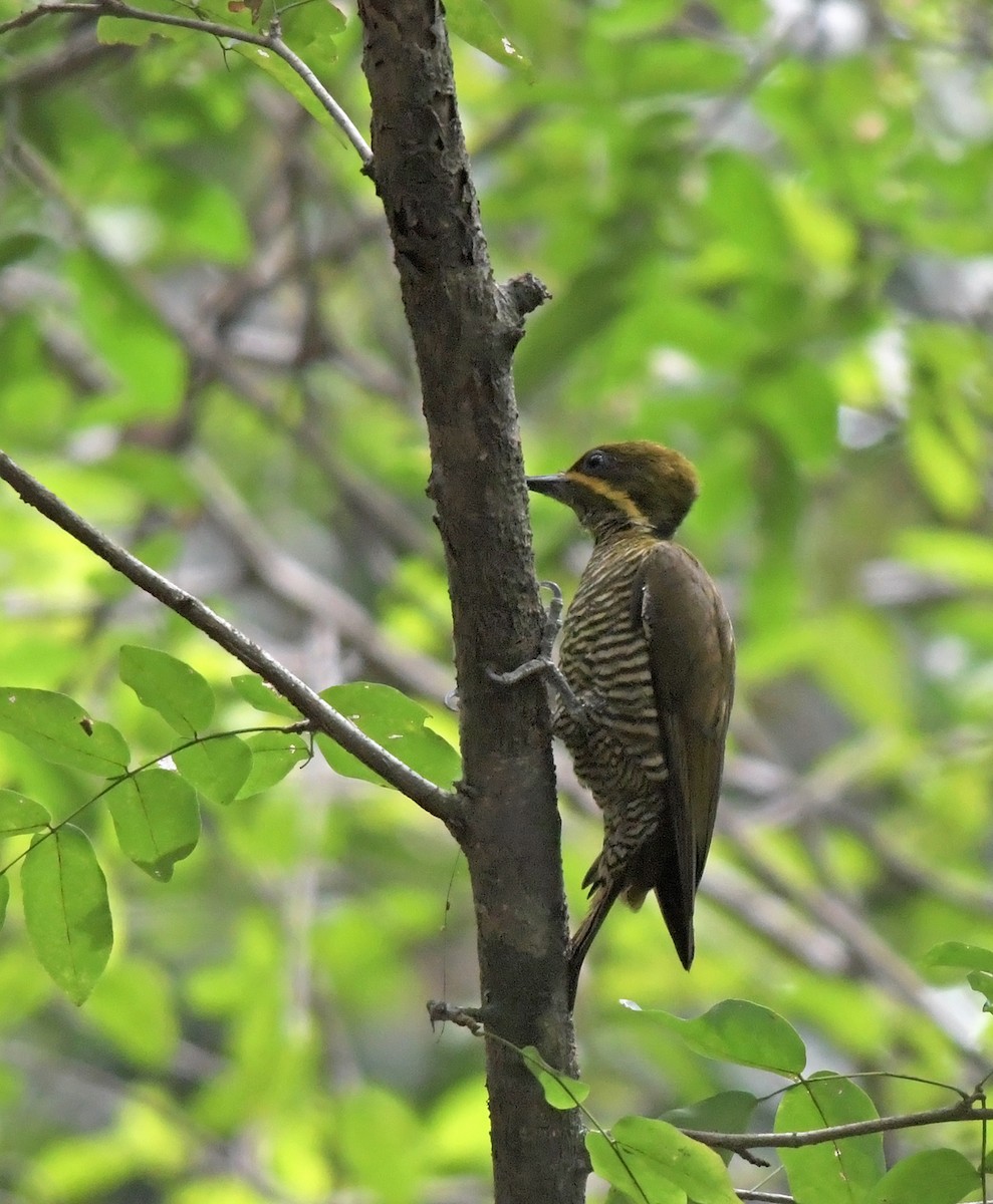 Golden-green Woodpecker - Joshua Vandermeulen