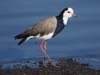  - Long-toed Lapwing